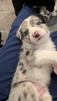 Sky , a male Aussiedoodle for sale in Checotah, OK – 2 of 3