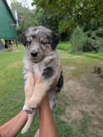 Patch , a male Aussiedoodle for sale in Checotah, OK – 2 of 2