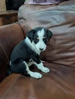 Angel, a female Aussiedoodle for sale in Checotah, OK – 1 of 2