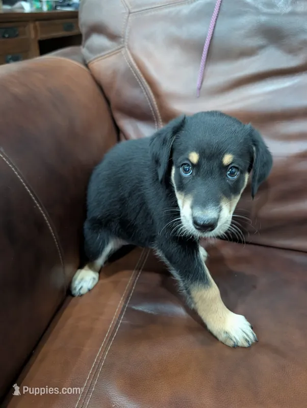 Bear – Aussiedoodle puppy for sale in Checotah, OK