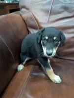 Bear, a male Aussiedoodle for sale in Checotah, OK – 1 of 2