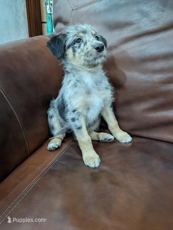Patch  – Aussiedoodle puppy for sale in Checotah, OK