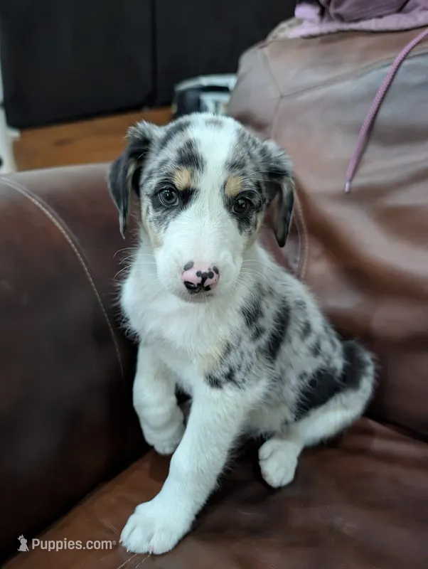 Pinky  – Aussiedoodle puppy for sale in Checotah, OK