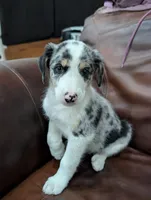 Pinky , a female Aussiedoodle for sale in Checotah, OK – 1 of 2