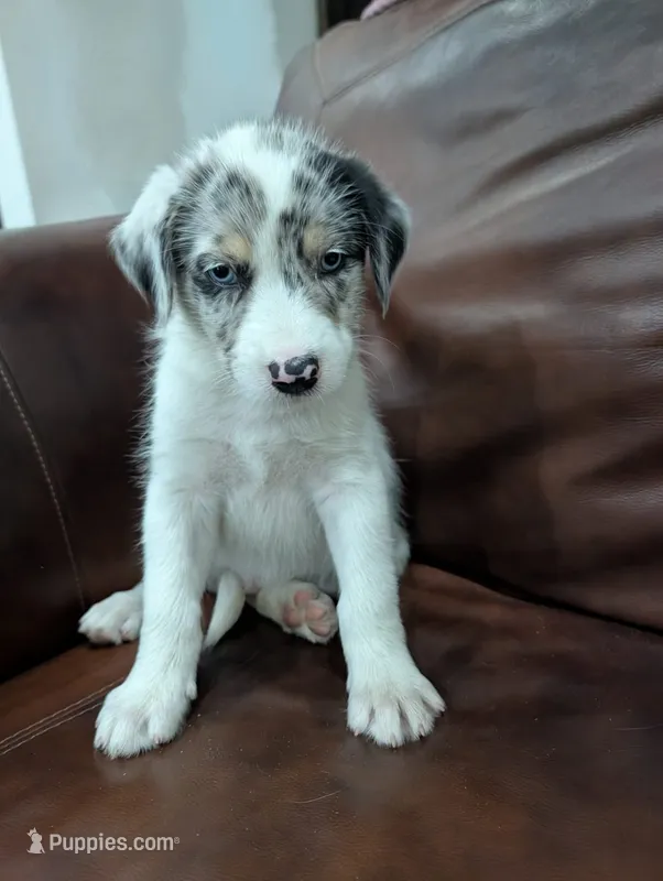 Sky  – Aussiedoodle puppy for sale in Checotah, OK