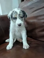 Sky , a male Aussiedoodle for sale in Checotah, OK – 1 of 3