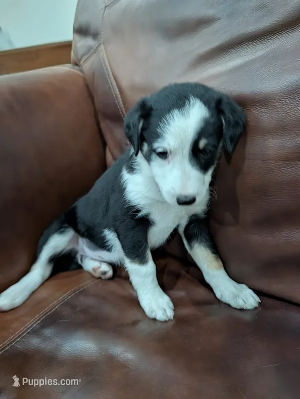 Cookie – Aussiedoodle puppy for sale in Checotah, OK