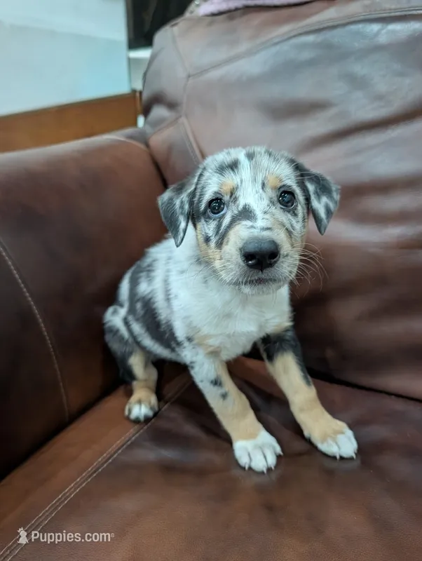 Peanut  – Aussiedoodle puppy for sale in Checotah, OK