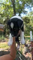 Freckles , a female Aussiedoodle for sale in Checotah, OK – 2 of 2