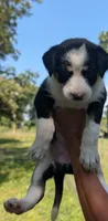 Angel, a female Aussiedoodle for sale in Checotah, OK – 2 of 2