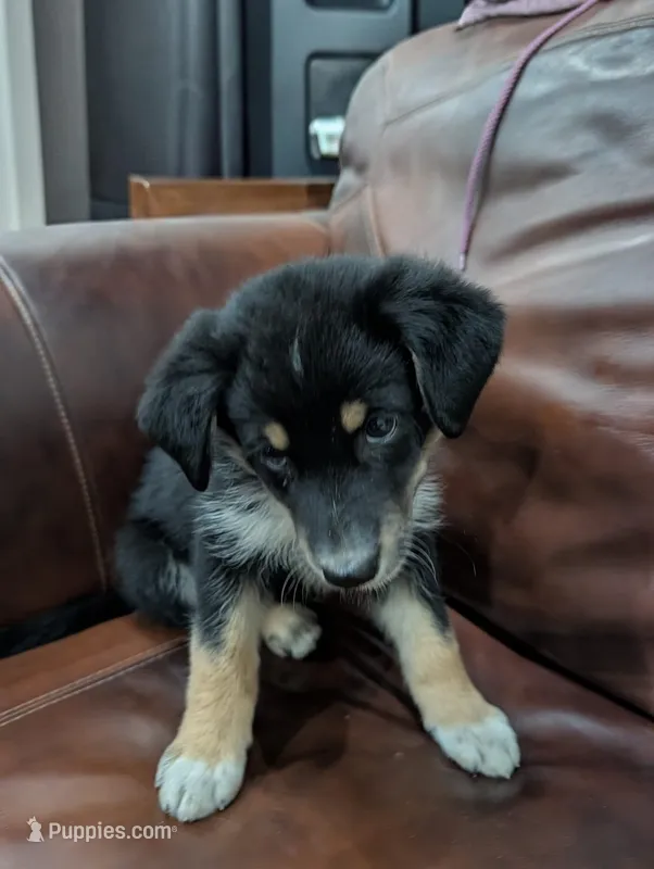 Fluffy  – Aussiedoodle puppy for sale in Checotah, OK