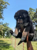 Fluffy , a male Aussiedoodle for sale in Checotah, OK – 2 of 2