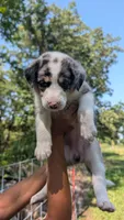 Pinky , a female Aussiedoodle for sale in Checotah, OK – 2 of 2