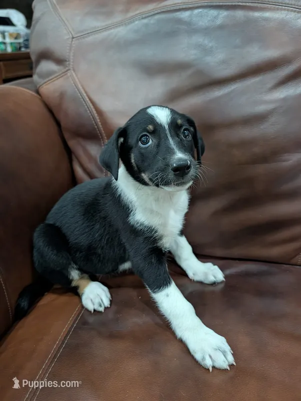 Freckles  – Aussiedoodle puppy for sale in Checotah, OK