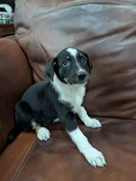 Freckles , a female Aussiedoodle for sale in Checotah, OK – 1 of 2