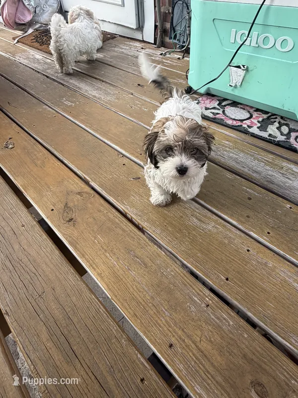 Bella – Havapoo puppy for sale in Philadelphia, PA