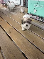 Bella, a female Havapoo for sale in Philadelphia, PA – 1 of 1