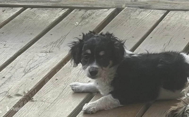 Minnie  – Havapoo puppy for sale in Philadelphia, PA