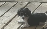 Minnie , a female Havapoo for sale in Philadelphia, PA – 1 of 3
