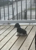 Minnie , a female Havapoo for sale in Philadelphia, PA – 3 of 3