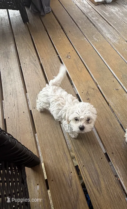 Sky  – Havapoo puppy for sale in Philadelphia, PA
