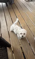 Sky , a female Havapoo for sale in Philadelphia, PA – 1 of 1