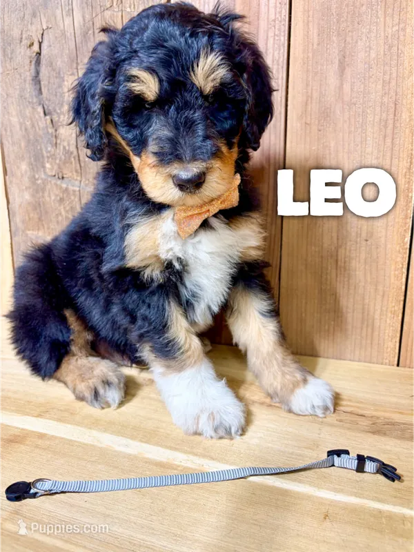 Leo-F1