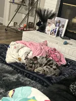 Draco , a male French Bulldog for sale in Knightdale, NC – 5 of 5