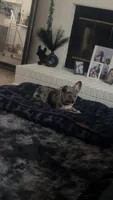 Draco , a male French Bulldog for sale in Knightdale, NC – 4 of 5