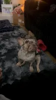 Draco , a male French Bulldog for sale in Knightdale, NC – 2 of 5