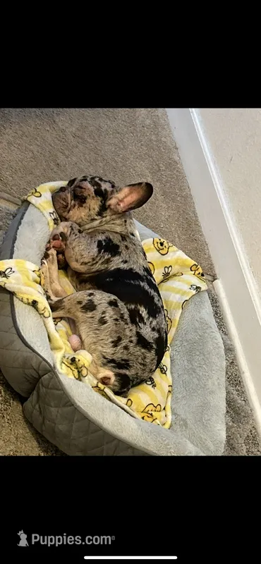 Draco  – French Bulldog puppy for sale in Knightdale, NC