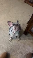 Draco , a male French Bulldog for sale in Knightdale, NC – 3 of 5