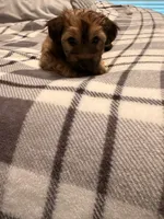 Chopper, a male Yorkshire Terrier and Poochon for sale in Morristown, TN – 3 of 5