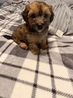Bruiser, a male Poochon for sale in Morristown, TN – 3 of 6