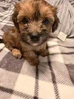 Bruiser, a male Poochon for sale in Morristown, TN – 2 of 6