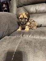 Chopper, a male Yorkshire Terrier and Poochon for sale in Morristown, TN – 5 of 5