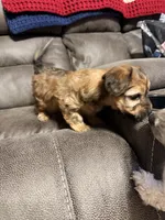 Bruiser, a male Yorkshire Terrier and Poochon for sale in Morristown, TN – 3 of 3
