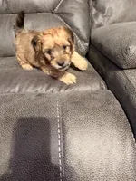 Digger, a male Poochon for sale in Morristown, TN – 4 of 4