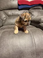 Bruiser, a male Yorkshire Terrier and Poochon for sale in Morristown, TN – 2 of 3