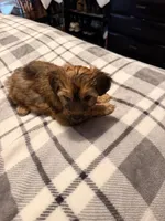 Chopper, a male Yorkshire Terrier and Poochon for sale in Morristown, TN – 2 of 5