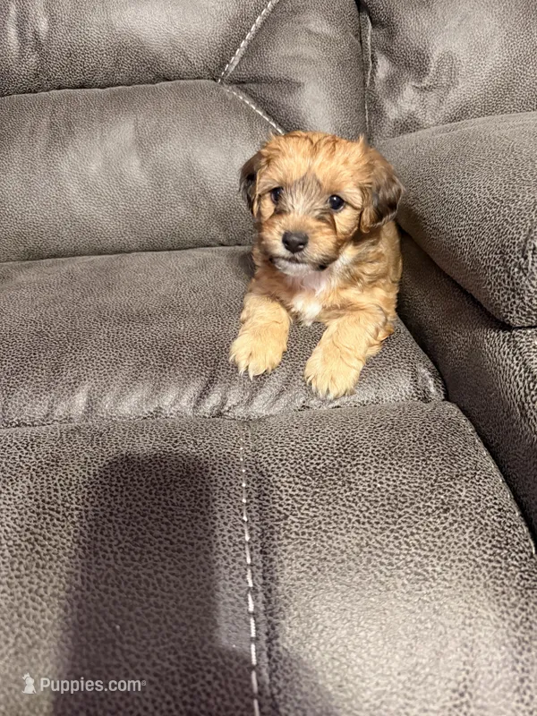 Digger – Poochon puppy on hold in Morristown, TN