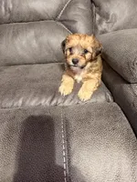 Digger, a male Poochon for sale in Morristown, TN – 1 of 4