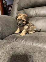 Chopper, a male Yorkshire Terrier and Poochon for sale in Morristown, TN – 4 of 5