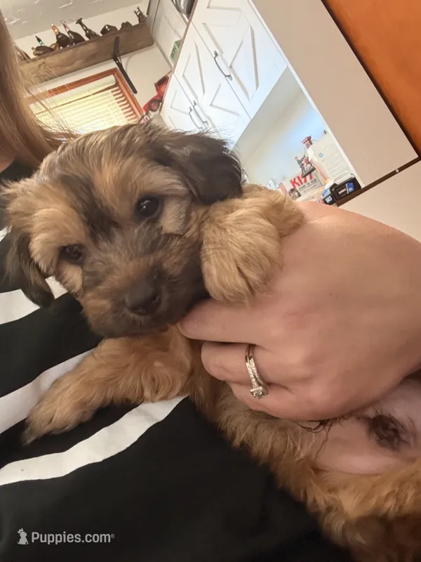 Chopper – Yorkshire Terrier, Poochon puppy for sale in Morristown, TN