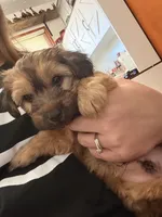 Chopper, a male Yorkshire Terrier and Poochon for sale in Morristown, TN – 1 of 5