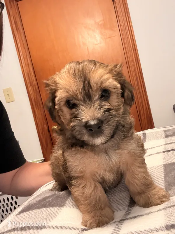 Bruiser – Yorkshire Terrier, Poochon puppy for sale in Morristown, TN