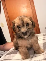 Bruiser, a male Poochon for sale in Morristown, TN – 1 of 6