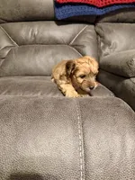 Digger, a male Poochon for sale in Morristown, TN – 3 of 4