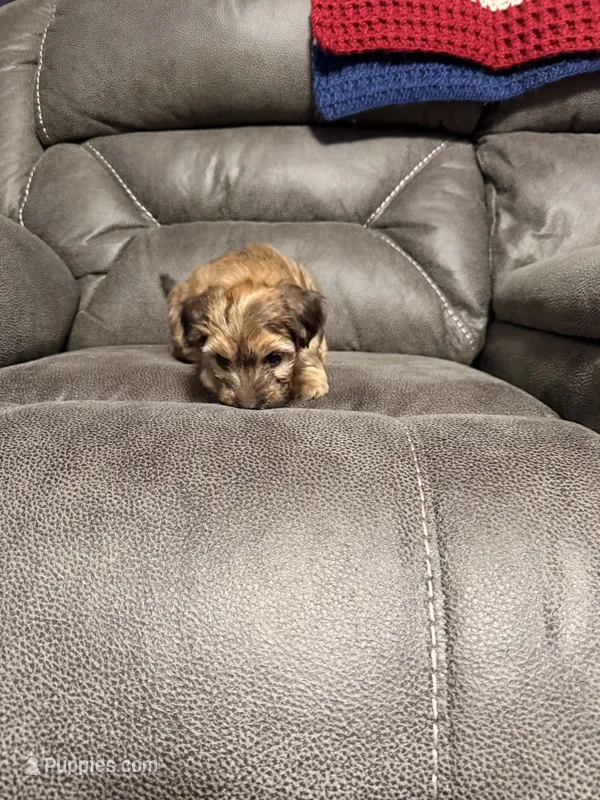 Bruiser – Yorkshire Terrier, Poochon puppy for sale in Morristown, TN