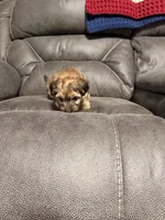 Bruiser, a male Yorkshire Terrier and Poochon for sale in Morristown, TN – 1 of 3